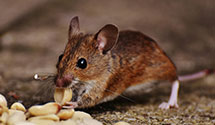24 Hour & Emergency Exterminators in Soddy Daisy, TN